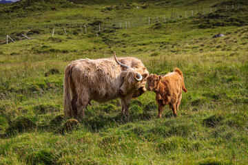 Scottish highlander or Highland cow cattle (Bos taurus taurus) mother and her calf.