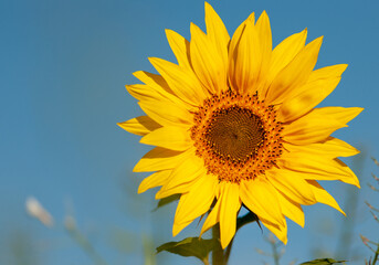 Obraz premium Sonnenblume