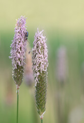 Close up of two weed flowers, with many small pink petals. A small blue beetle climbs on a flower. The background is light.