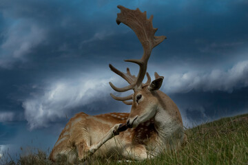 Damwild bei Gewitterstimmung