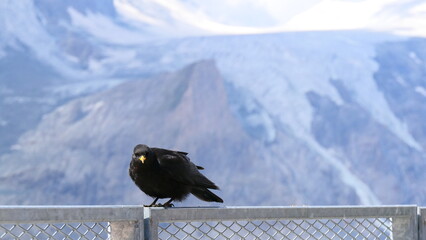 Obraz przedstawia ptaka na tle austriackich gór © almix__photo