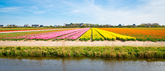 Colorful tulip bulb fields in the western part of Holland
