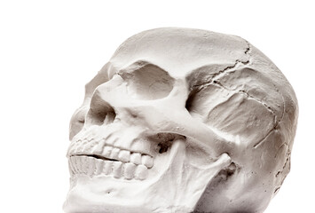 Obraz premium image of skull white background