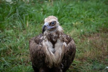 Griffon Vultures. Gyps fulvus. Big bird on a background of green grass. Portrait. Wildlife, Africa.