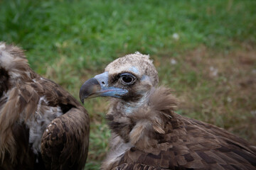 Two Griffon Vultures. Gyps fulvus. Big bird on a background of green grass. Portrait. Wildlife, Africa.