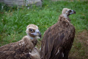 Two Griffon Vultures. Gyps fulvus. Big bird on a background of green grass. Portrait. Wildlife, Africa.