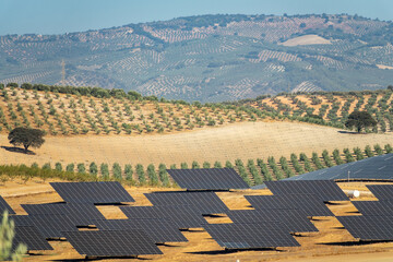 Large solar power plant with large extensions of solar panels between poplar and olive trees in...