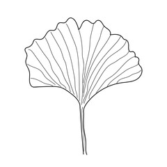 Ginkgo herbal plant by hand drawing sketch. Floral tattoo detailed in line art style. Black and white clipart isolated on white background. vintage illustration 