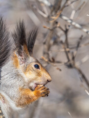 The squirrel with nut sits on tree in the winter or late autumn. Portrait of the squirrel close-up