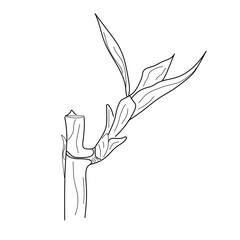 Hand drawn Bamboo plant. Floral tattoo highly detailed in line art style. Black and white clipart isolated on white background. Vintage engraving illustration.