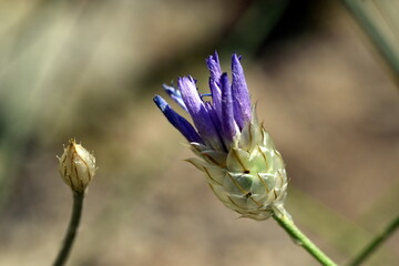 Schuppige Knospe einer blauen Rasselblume