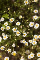 Beautiful chamomile flowers close up