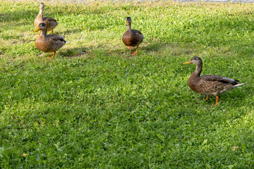 The most common dabbling duck species is the mallard, but the northern pintail, the European wigeon and various teals are also dabblers.,Skellefteå,Vasterbotten,Sweden,scandinavia,Europe
