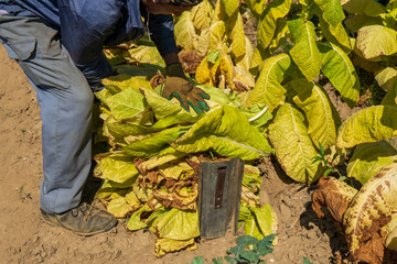 Man farmer are harvesting tobacco leaves on the field for further processing. Close-up of tobacco leaves 
