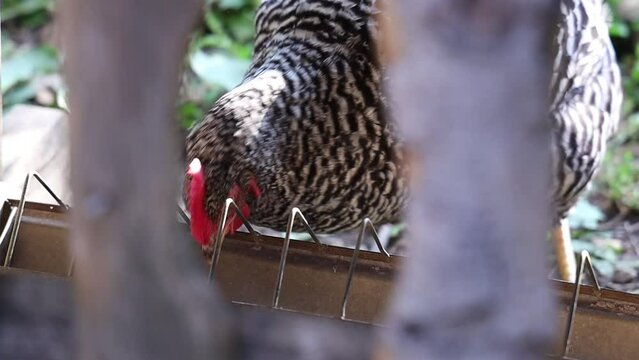 Huhn pickt K&ouml;rner aus Trog