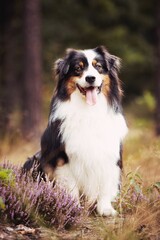 Portrait of an Australian Shepherd in the forest