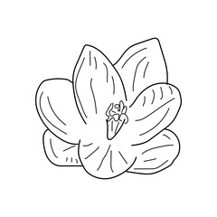 Crocus flower vector sketch illustration isolated on white background. Cute hand drawn flower in black outline. Linear Crocus vector illustration