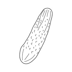Linear Cucumber vegetables illustration. hand drawn Cucumber. Product on the agricultural market. vector illustration