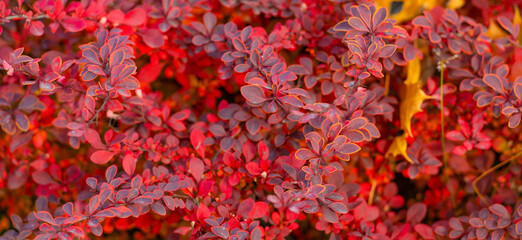 red autumn november leaves nature background of barberry