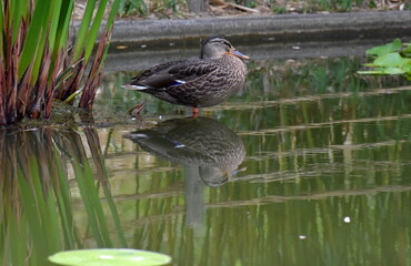 Ente im Botanischen Garten in Freiburg