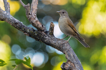 A bird of the brazilian savannah. The Pale-breasted Thrush also know as Sabia Barranco on the tree branch. Species Turdus Turdus leucomelas. Birdwatching. Animal world. Birding