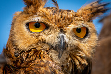Close-up eagle owl portrait with beautiful yellow eyes.
