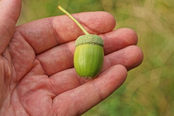 one green oak acorn lies on an open palm on a hand