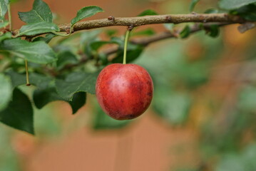 one red ripe plum on a branch with green leaves in summer garden