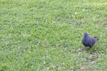 A very dark city pigeon, with the rainbow down its neck,..Skellefteå,Vasterbotten,Sweden,scandinavia,Europe