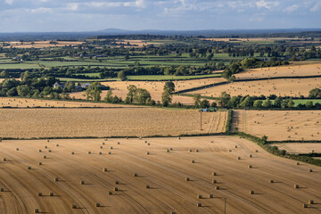 Harvest season. Harvester machine to harvest wheat field working during late summer. 