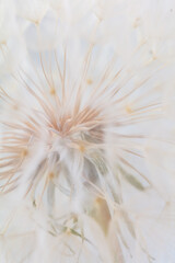 Abstract dandelion macro flower background. Seed macro closeup. Soft focus