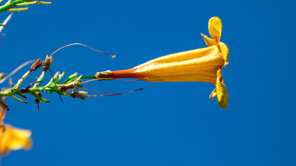 Yellow Trumpet Flowers