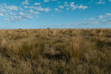 Pampas grass landscape, La Pampa province, Patagonia, Argentina.
