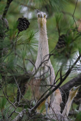 Whistling  Heron ,Syrigma sibilatrix , .Iberà Marshes, Corrientes Province, Argentina