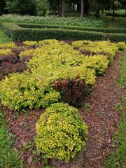 Flower bed with bright red and yellow bushes. berberis thunbergii tiny gold . Nature wallpaper
