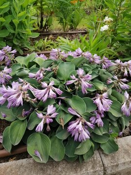 Blue Dwarf Hosta Blue Mouse Ears With Lots Of Purple Bell-shaped Flowers On A Garden Bed In A Summer Garden. Floral Wallpaper