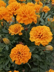 Blooming marigolds or Tagetes with bright orange  and yellow flowers . Nature wallpaper

