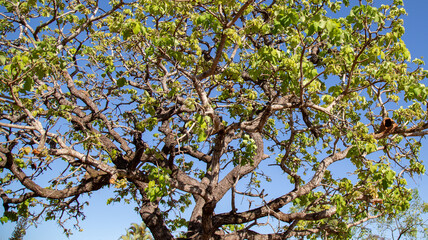 Pequi tree (Caryocar brasiliense) sprouting in the month of August in fine detail and selective focus. Cerrado biome
