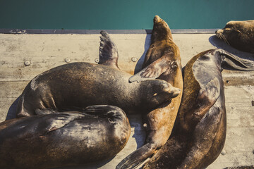 Sea Lions