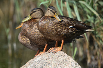 Three ducks
