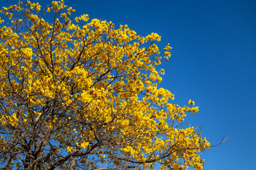 Yellow Ipê tree (Handroanthus albus) with many flowers in panoramic scenery and blue sky background, isolated in selective focus