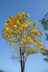 Isolated Yellow Ipê tree (Handroanthus albus) with many flowers in panoramic scenery and blue sky background, in selective focus