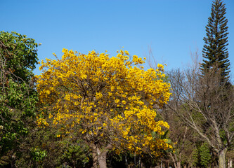 Naklejka premium Yellow Ipê tree (Handroanthus albus) with many flowers in panoramic scenery and blue sky background, in selective focus