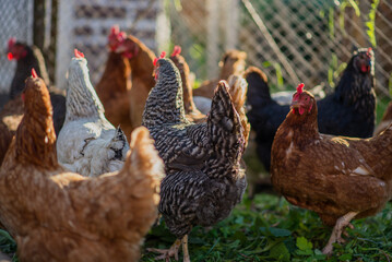 Chickens on a farm with a blurred background in the rays of the setting sun