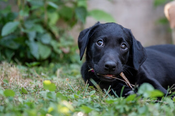 Cute labrador retriever puppy chewing on a stick