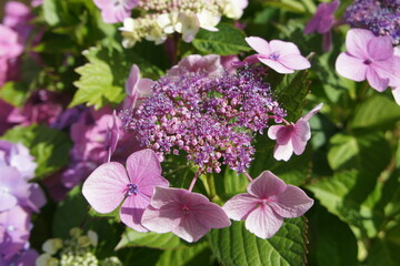 incredibly beautiful blooming bushes with huge airy inflorescences caps. Multicolored Hydrangea macrophylla flowers on blurred background. floral wallpaper