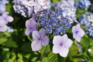 hydrangea blue wave, hydrangea macrophylla flowers, floral wallpaper, blurred flower background,...