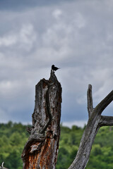 Bird Silhouette on Tree