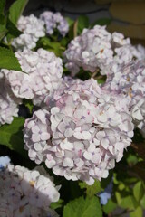 incredibly beautiful blooming bushes with huge airy inflorescences caps. Multicolored Hydrangea macrophylla flowers on blurred background. floral wallpaper