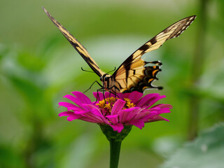 Monarch butterfly on flower
